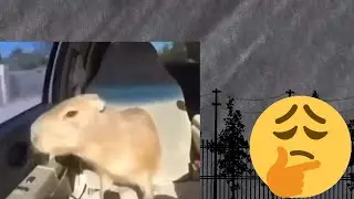 O novo humor sem sentido