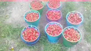 Собираюсь на базар,клубника Альба
