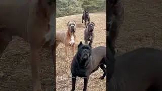 Omo #comedy #comedyskits #foryou #funny #comedycouple #dog #viral #fyp #meme #animals #shorts #meme