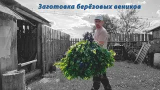 Заготавливаю берёзовые веники для бани!