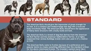 ABKC classes: Determine what class your bully belongs in