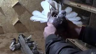 НИКОЛАЕВСКИЕ ГОЛУБИ!ГОРЛОВКА!2020!