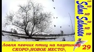 Ловля певчих птиц на паутинку - СКОРО\НОВОЕ МЕСТО\  2019 - 29 ч