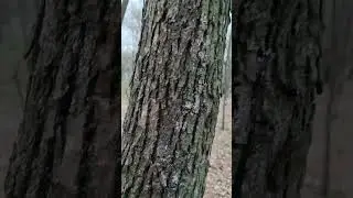 В парке Горького г. Мелитополь весна: белка и голуби
