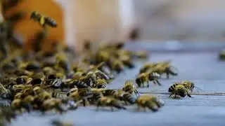 Honey Bee #honeybee #honey #bee #bees #honeybees #beekeeping #savethebees #shortvideo #shorts #viral