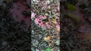 Приготовим себе заварку для вкусного и полезного чая🍀😊🙂❤️🤗😘☀️