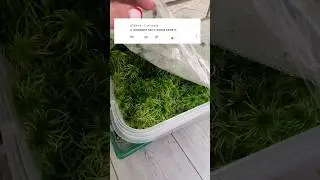 🤔Как вырастить сфагнум дома? #plants #flowers #домашниерастения #сфагнум
