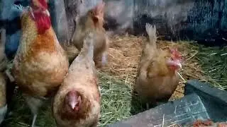 Салат из квашеной капусты для кур несушек!!! Пушкинская курочка без маховых перьев!!!