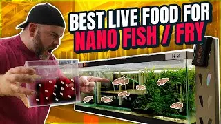 The Easiest Live Food for Picky Nano Fish and Fry: Daphnia
