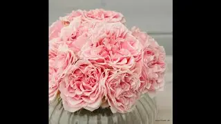 Розы из Подворья. Новинки Кордеса и Остина в мой Сад)!