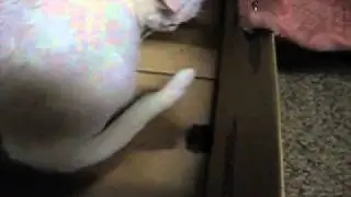 Wussiest Cat in the World!