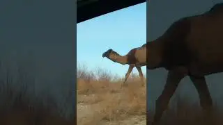 корабль пустыни Казахстана