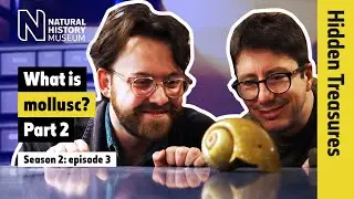 Mysterious molluscs: from tiny snails to Darwin’s favourite octopus | Hidden Treasures | S2E3 P2