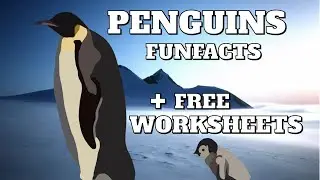 PENGUINS 🐧 Funfacts #2 +Worksheet (free download )