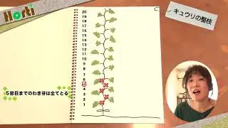 キュウリの整枝について　1/2　イラスト編