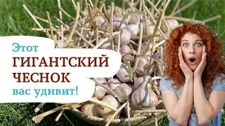 Этот ЧЕСНОК вас удивит!