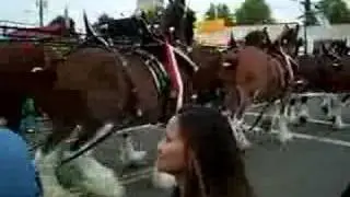 Budweiser Clydesdales at Mt. Angel Oregon