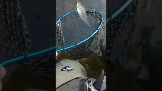 В руки брати не можна! #ФОРЕЛЬ #shortsfishing #troutfishing