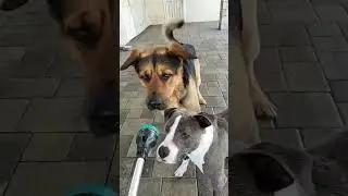 #dog#fannydogs#funny#funnydogs#fannyanimals#animals#animalshorts