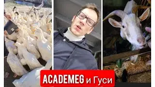 AcademeG и Гуси