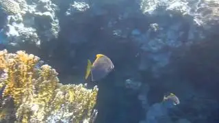 Рыба ласточка swallow fish