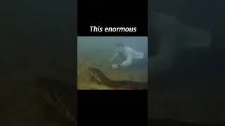 Why You Shouldn't Enter the Amazon River