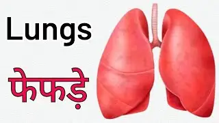 Internal Body Parts Names For Kids : बच्चो के लिए अंदरूनी अंगो के नाम : #kidssong