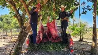 ABATEM0S UM TOURO! Muita fartura na fazenda.