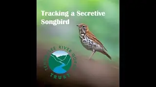 Tracking a Secretive Songbird in Tennessee River Gorge