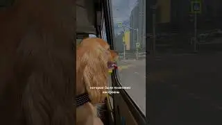 Собака в автобусе 👆🏼