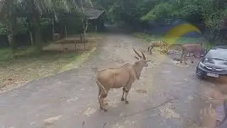 Pesona Taman Safari Bogor | Memberi Makan Beraneka Hewan Di dalam Bus #tamansafari #indonesia