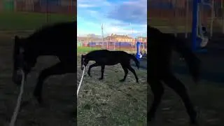 Агата веселится #shorts