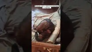 #домашнийприютмилосердие