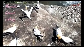 Muriwai Gannet Colony [NZ]