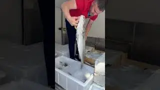 Mezgit,çipura,granyüz 🐟 