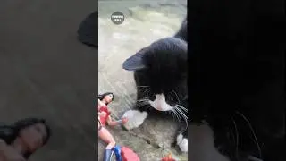 Kucing Menyelamatkan Mainan Yang Minta Tolong #mainan #dramamainan