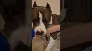 Амстафф Локи 3 года | Балуется | Стаффорд | Amstaff Loki