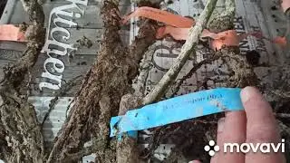 Посылка с розами из питомника Полины Козловой.