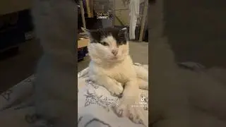 Tom cat cheeks are a thing