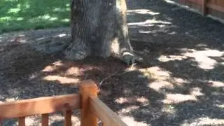 Squirrel en fuego