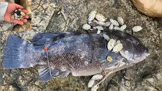 PESCA DE BLACK FISH CON PULGAS DE MAR (SAND FLEAS).  PESCA EN NJ.