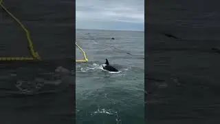 #fishing #fishingdrone #automobile #orca #kamchatka #касатки #море