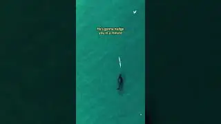 Curious humpback whale follows a kayaker near Bondi Beach in Australia #shorts
