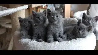 приколы про кошек котеки
