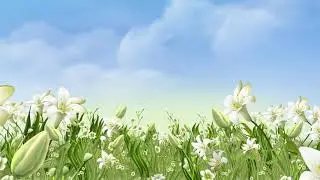VIDEO BACKGROUND FULL HD WILD LILIES | YouTube HD
