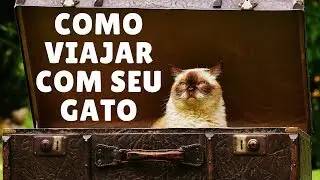 Como Viajar Com Gatos