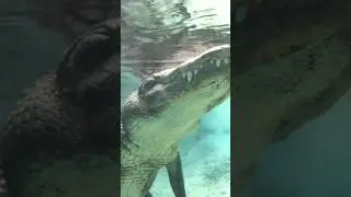 I swam with alligators.