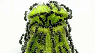 Ant Colony vs Carnivorous Plant