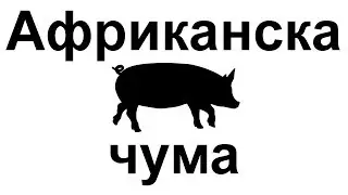 Африканска чума по свинете