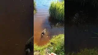 Ути кушают семечки